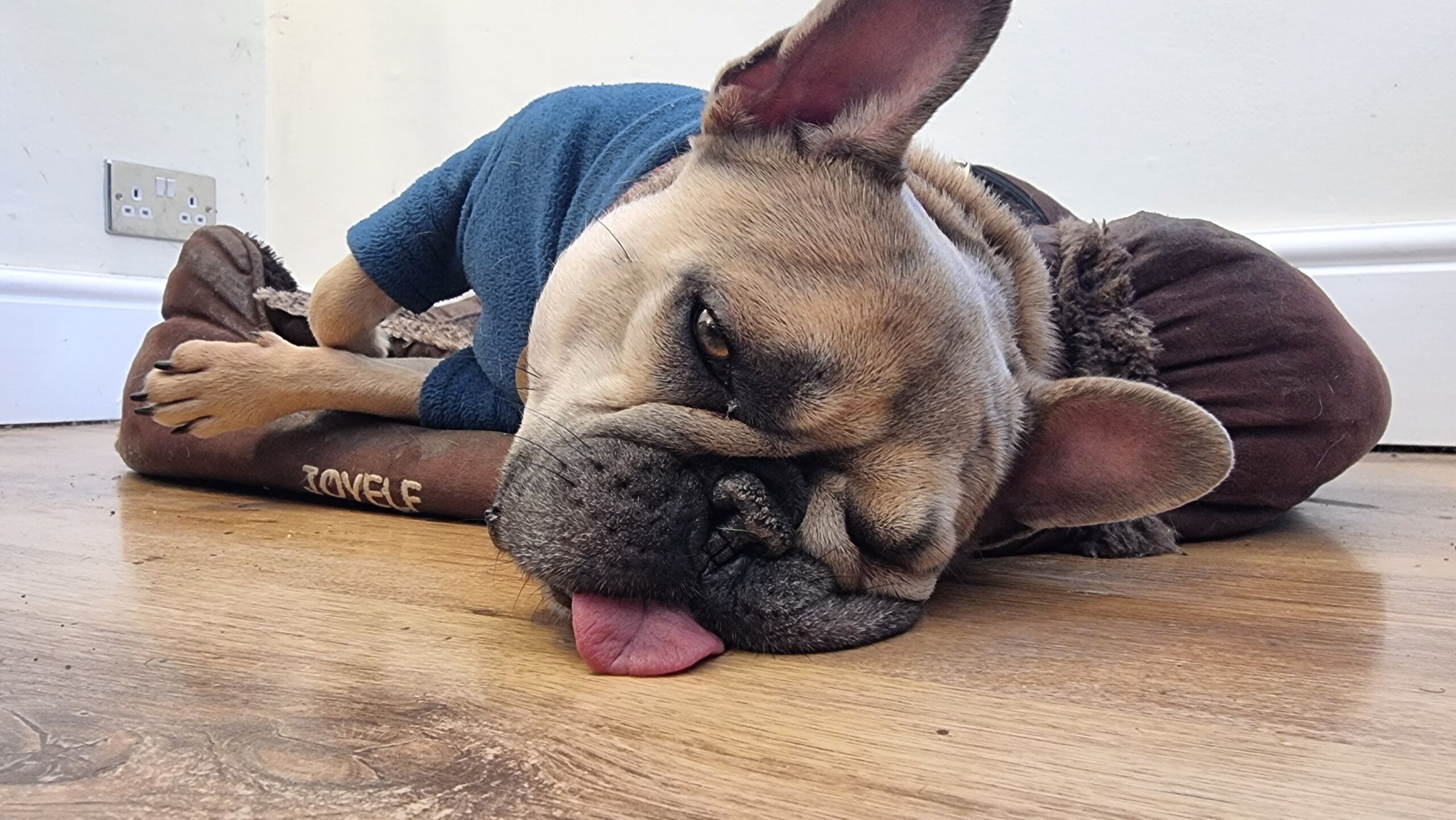 Full image of A half-asleep French Bulldog lies on her side with her tongue resting on the laminate wooden floor.