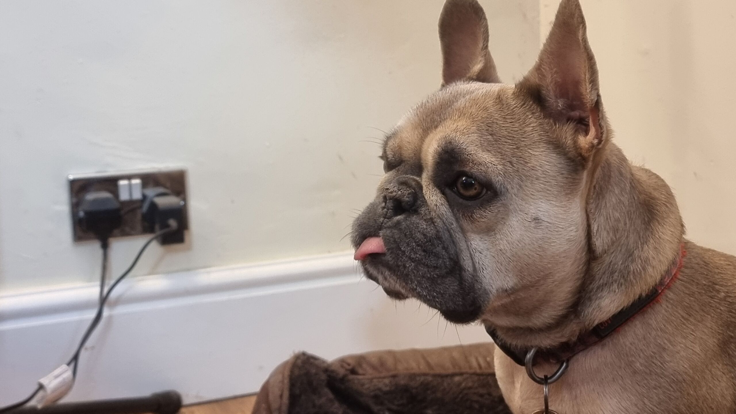 Full image of A champagne-coloured French Bulldog, with her tongue sticking our, sits upright in a dog bed in the corner of an office.