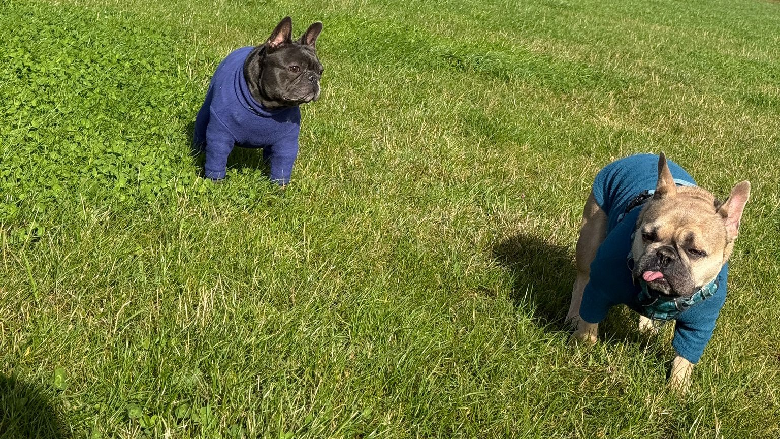 Full image of Two French Bulldogs wearing blue coats walk across a meadow of grass and clover. The energetic-looking black one watches as the dorky-faced champagne-coloured one of Bleptember fame walks away from him, her tongue sticking out of her mouth and clamped between her teeth.