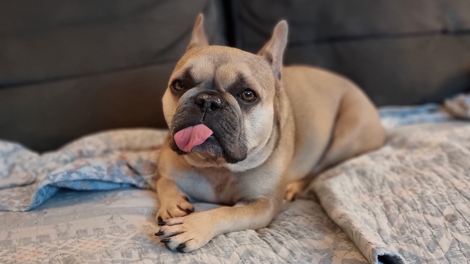Full image of A champagne-coloured French Bulldog lies comfortably on a blanket on a sofa, her front paws crossed in front of her and a huge dorky bleppy tongue sticking out.