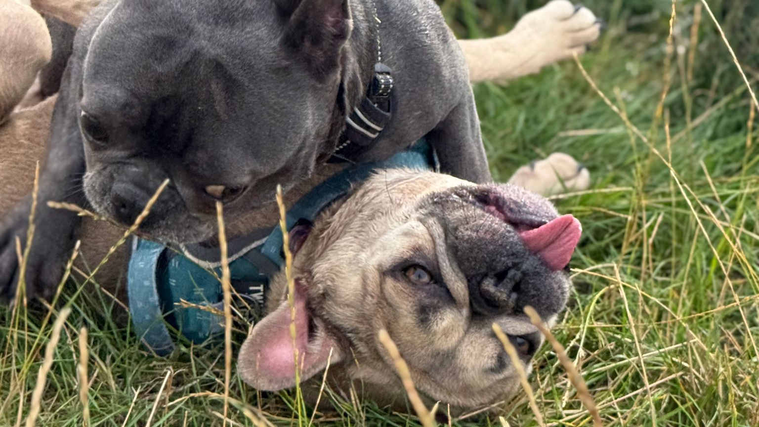 Full image of A pair of French Bulldogs play-fighting in a grassy meadow. The black one has pinned the champagne-coloured one who's lying on her back with her tongue out.