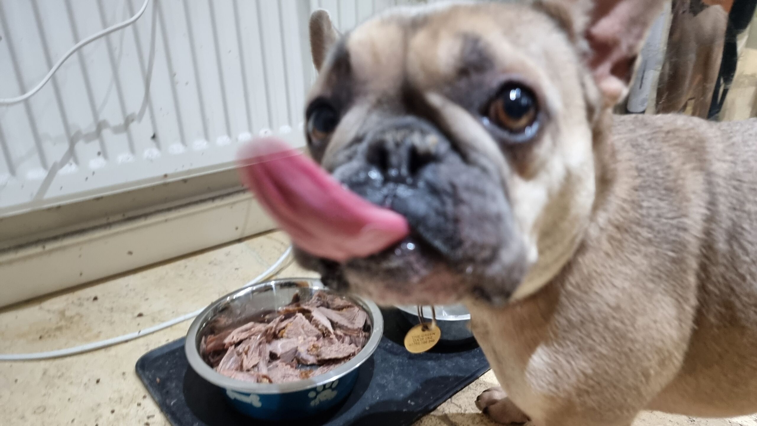Full image of A champagne-coloured French Bulldog kicks her lips excitedly alongside a bowl full of chunks of roast meat.