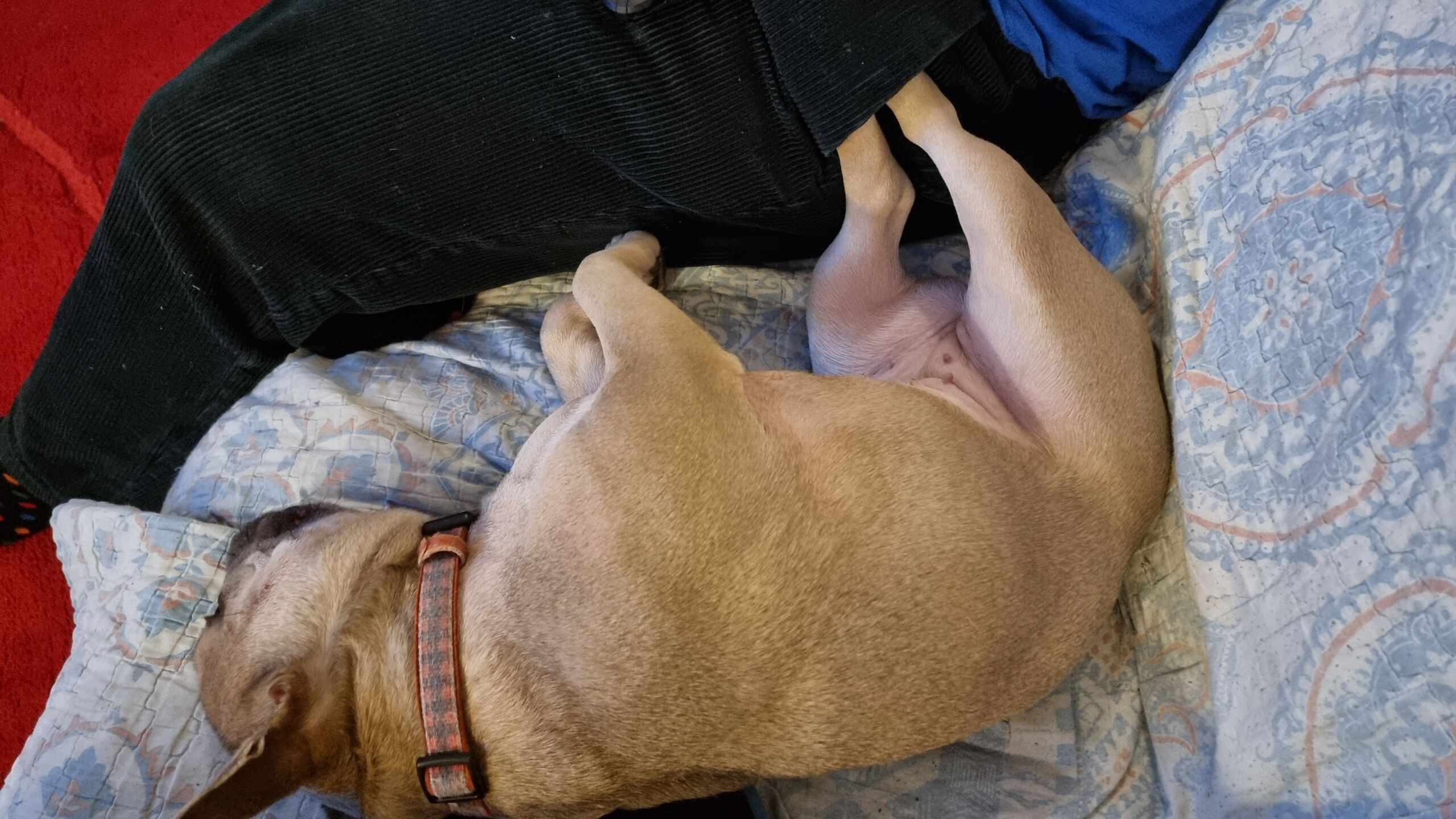Full image of A sleeping French Bulldog lies on her side with her back paws tucked into the trouser pocket of a human sitting near her.