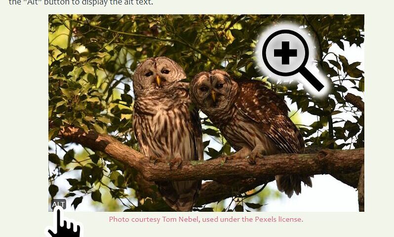 Image of owls on a webpage, with a 'zoom in' cursor superimposed over the image, and a 'pointer' cursor over the 'alt' button in the corner.