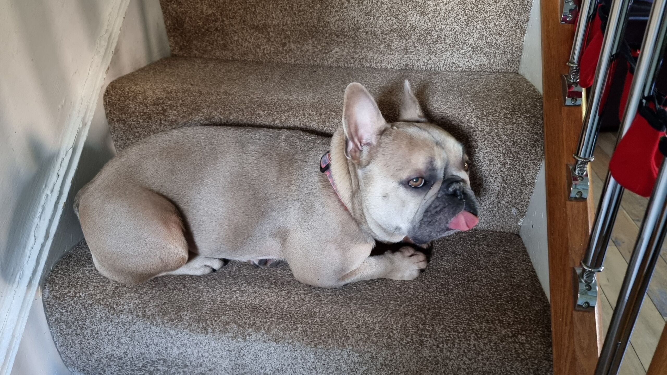 Full image of A champagne-coloured French Bulldog lies on a step of a staircase carpeted in the same colour as herself, u her tongue in medium-blep.