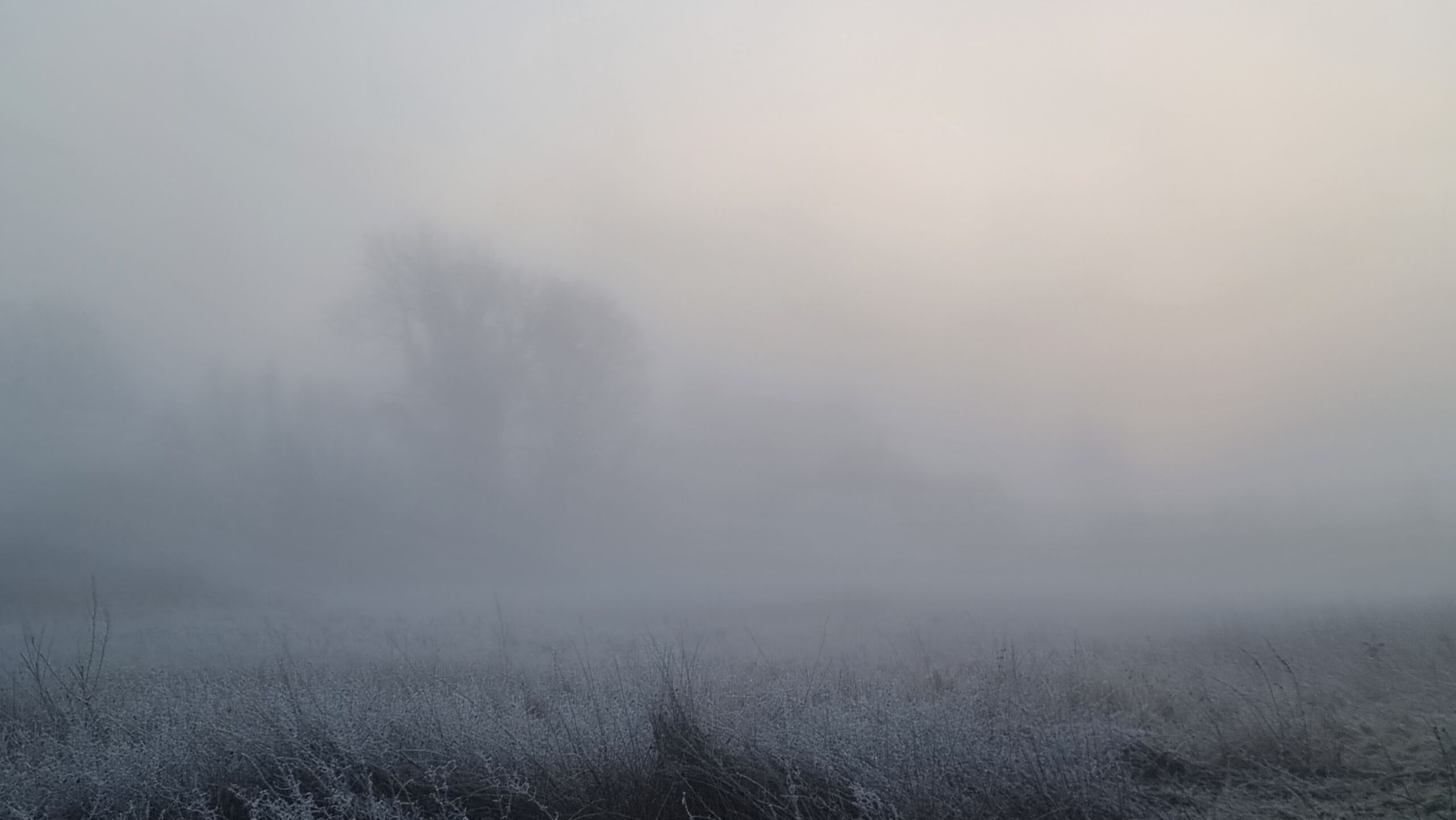 Full image of Tree-flanked fields almost impossible to discern through a blanket of thick white fog.