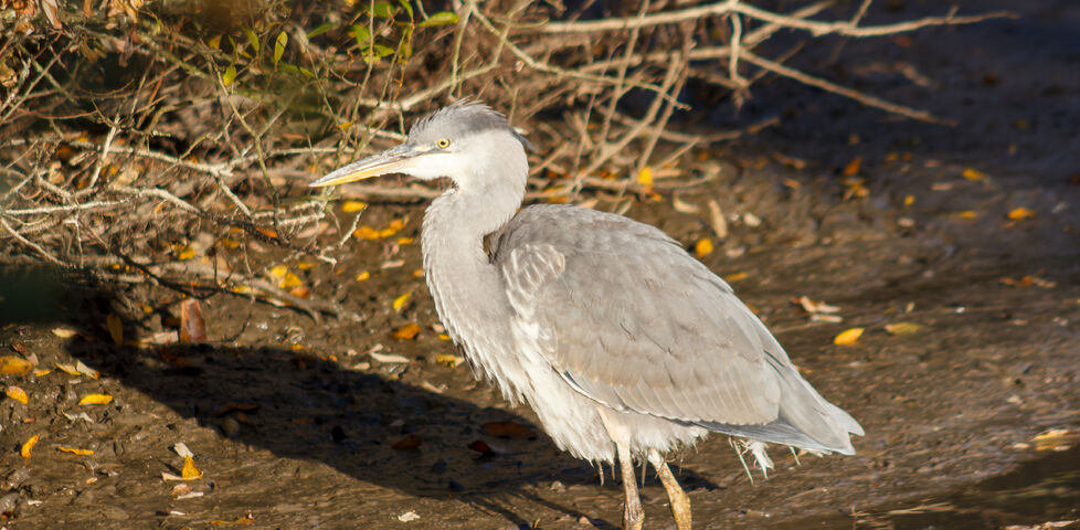 A juvenile grey heron wades along a muddy stream bank.