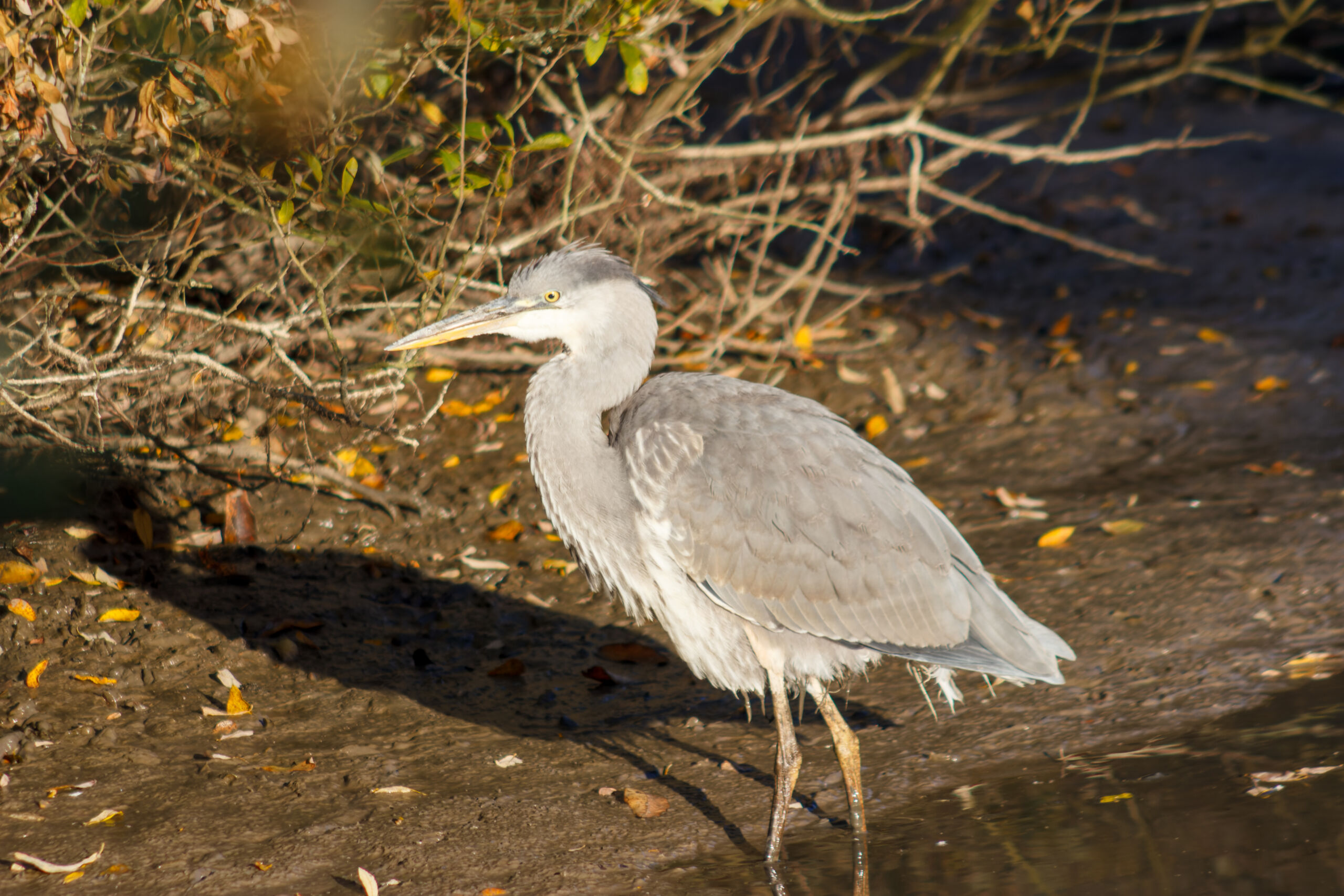 Full image of A juvenile grey heron wades along a muddy stream bank.
