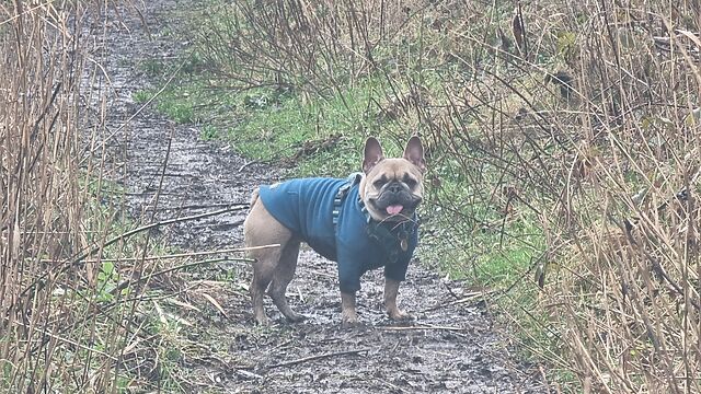 A damp and muddy French Bulldog on a rural footpath.