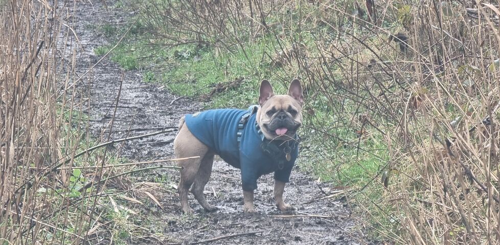 A damp and muddy French Bulldog on a rural footpath.