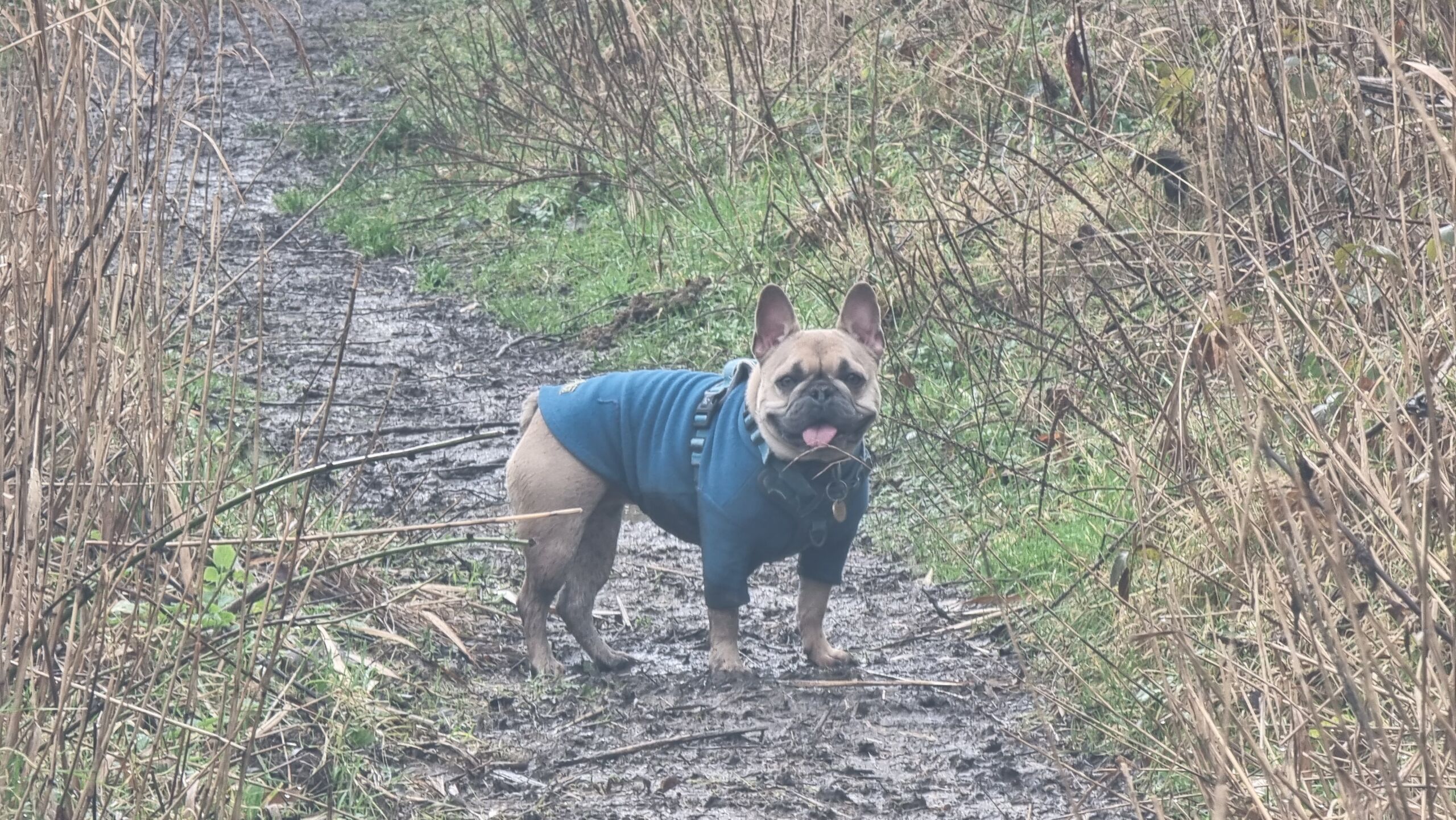 Full image of A damp and muddy French Bulldog on a rural footpath.