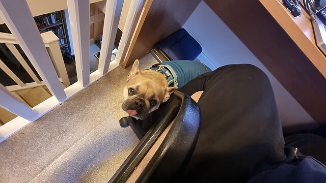 A nervous-looking French Bulldog in a teal jumper looks up from under a desk.