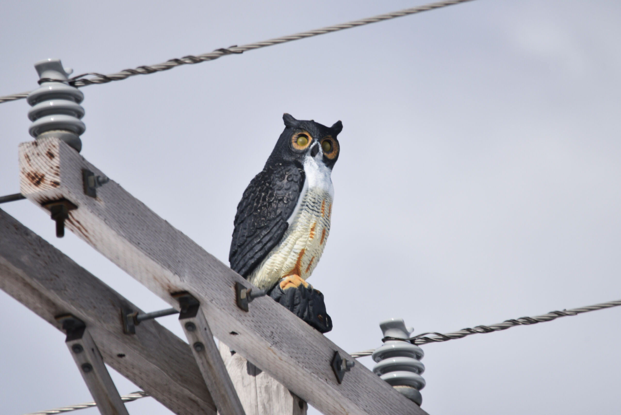 Full image of A fake plastic owl 'perched' atop a wooden electricity pylon.