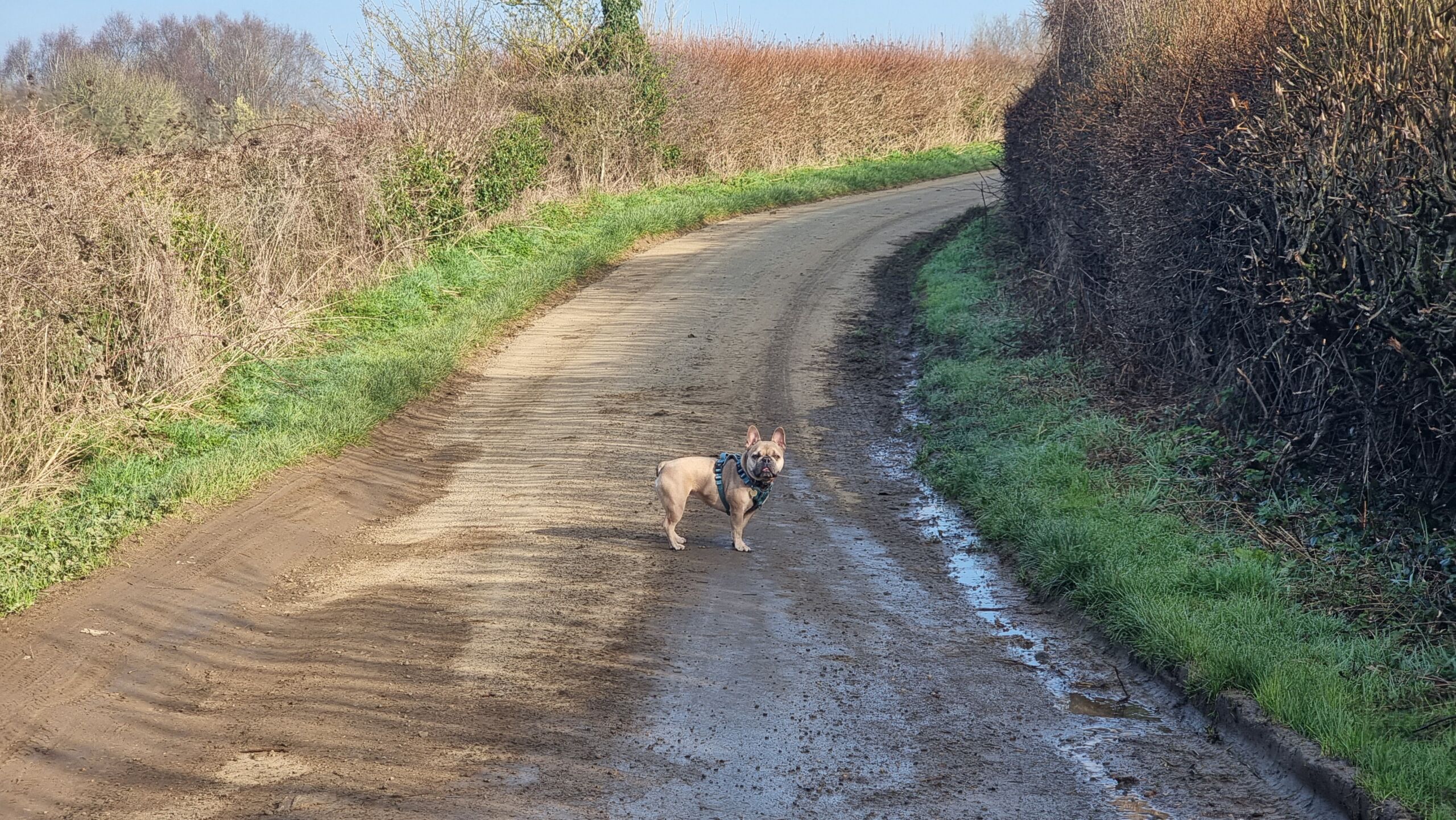 Full image of French Bulldog stands patiently in the centre of a potholed rural single track lane.