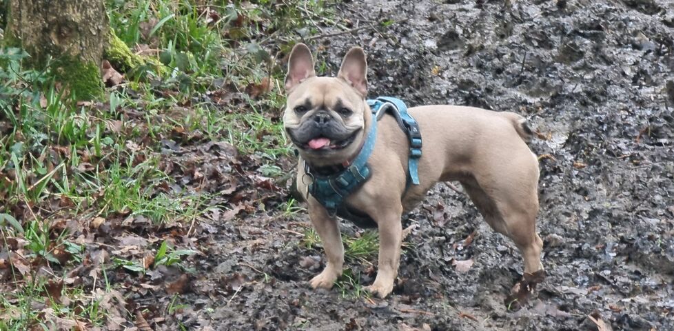 A French Bulldog on a muddy path.