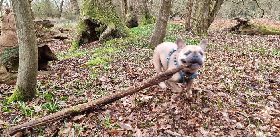 A French Bulldog pulls at the end of a very large stick, in a woodland.