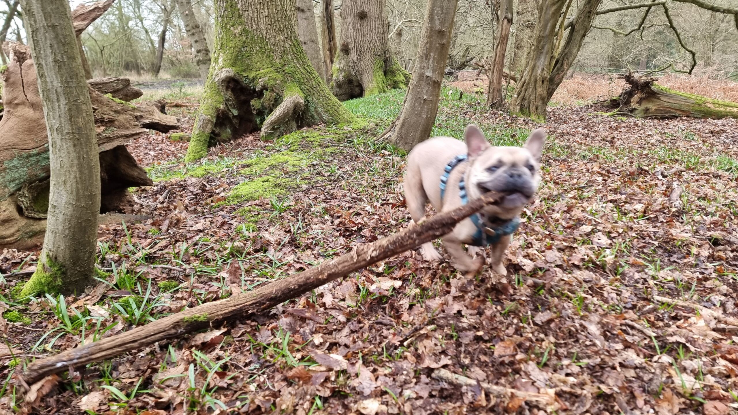 Full image of A French Bulldog pulls at the end of a very large stick, in a woodland.