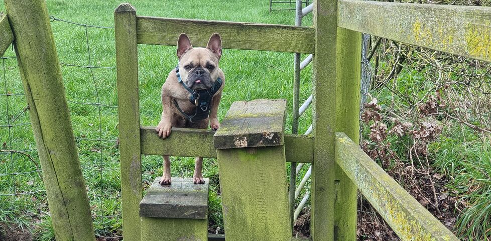 A French Bulldog climbs a stile.