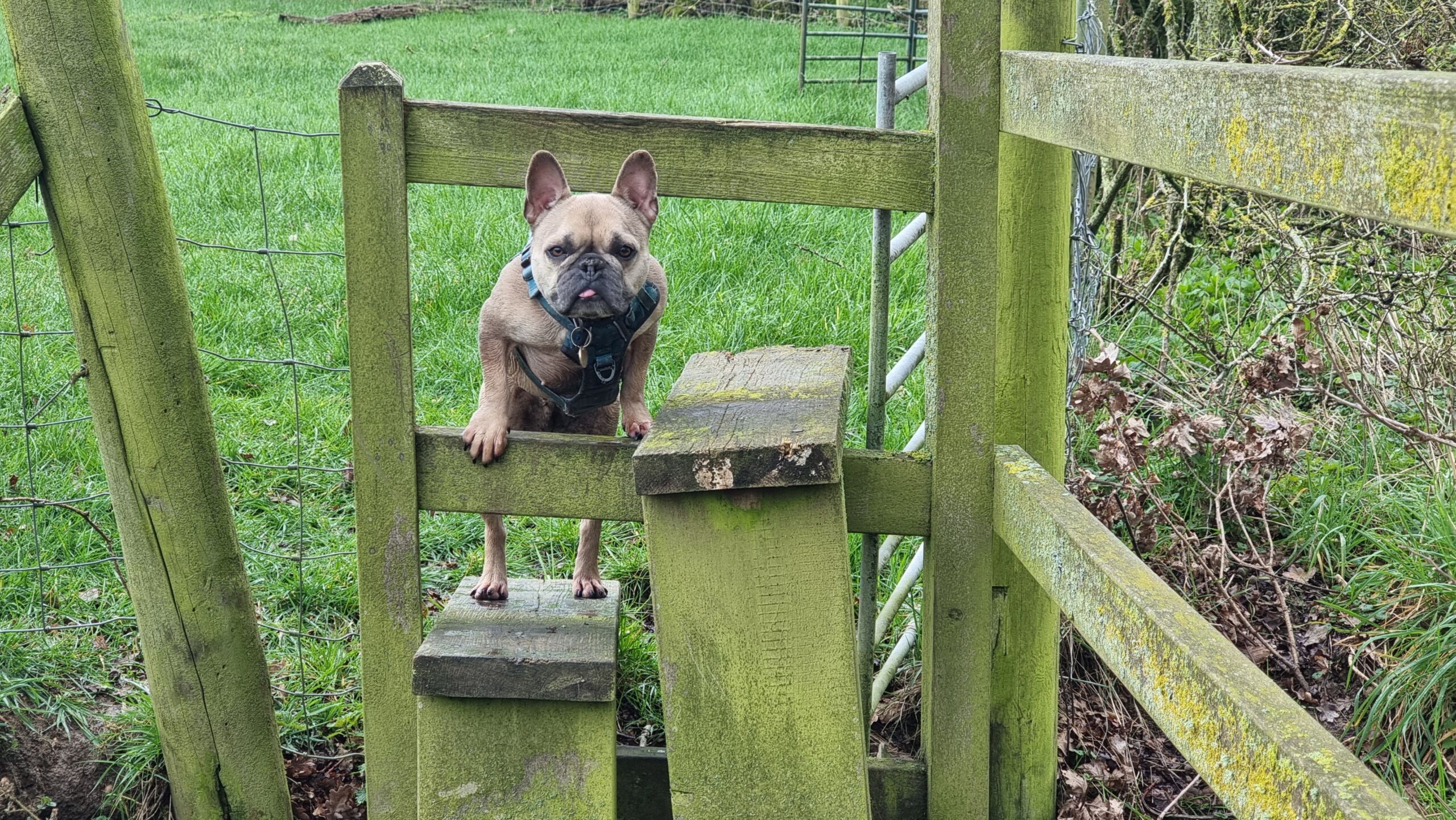 Full image of A French Bulldog climbs a stile.