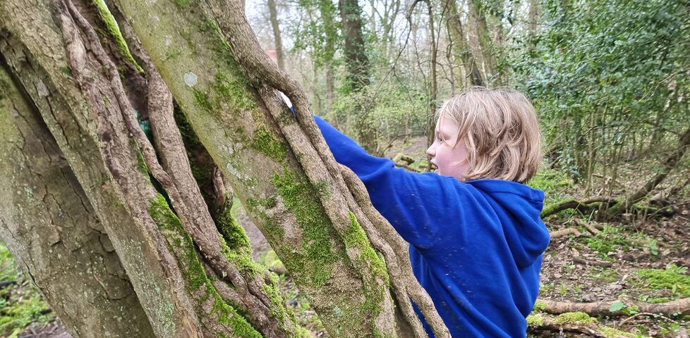 A boy reaches into an ivy-covered tree.
