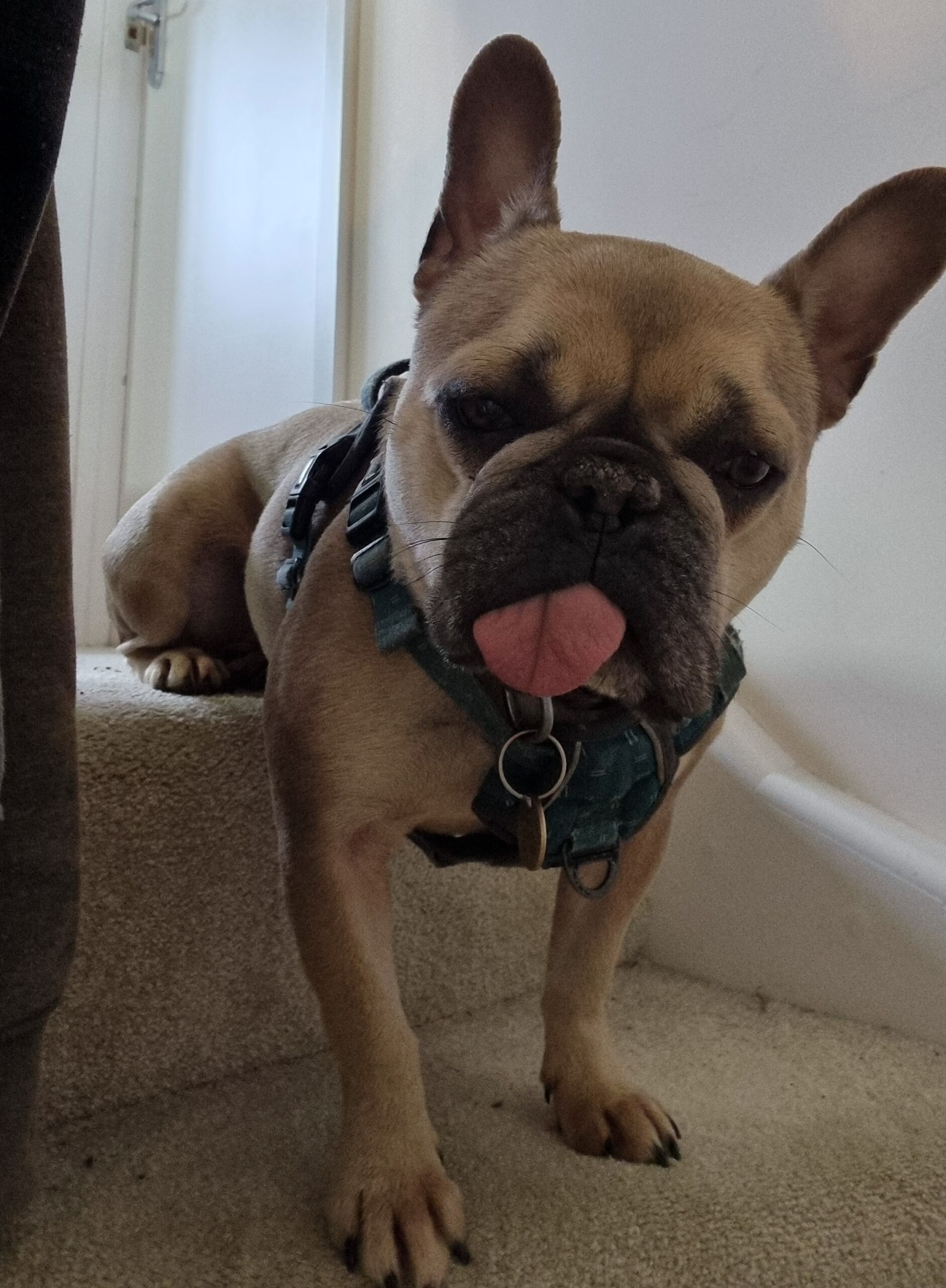 Full image of A champagne-coloured French Bulldog wearing a teal harness is on the top step of a cream-carpeted staircase. Her hind legs are folded so her bottom sits on the top step, but her forelegs are extended so she's standing on the one below. Her tongue is out in a full blep.