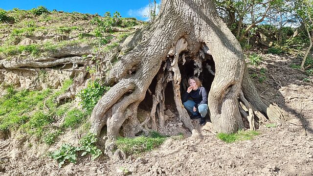 Under the gnarly roots of a large tree, a small boy eats a Cornetto.