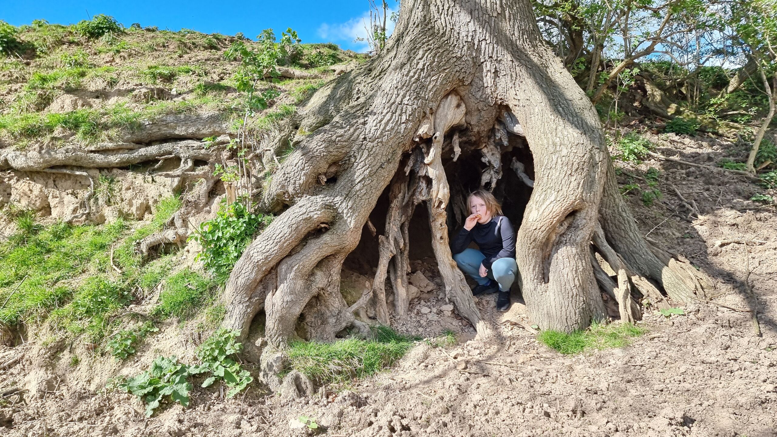 Full image of Under the gnarly roots of a large tree, a small boy eats a Cornetto.