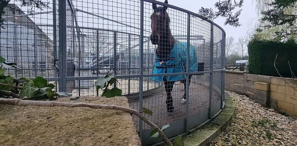 A brown horse with a white forehead star, wearing a blue jacket, walks in a circular pen in which arms encourage it to continue moving.