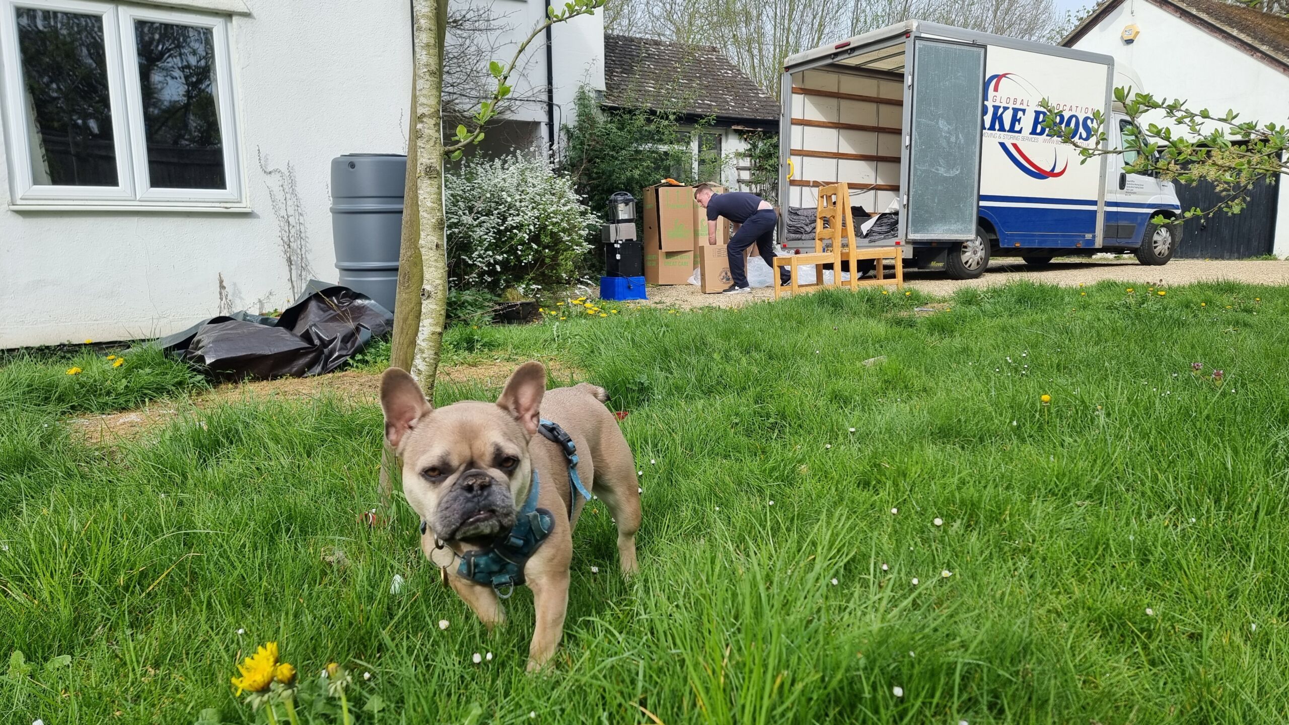Full image of A French Bulldog sits on a lawn outside a house where a removals company is loading furniture into a van.