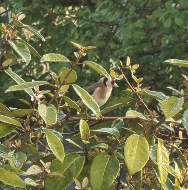 A goldfinch sits on a leafy branch.