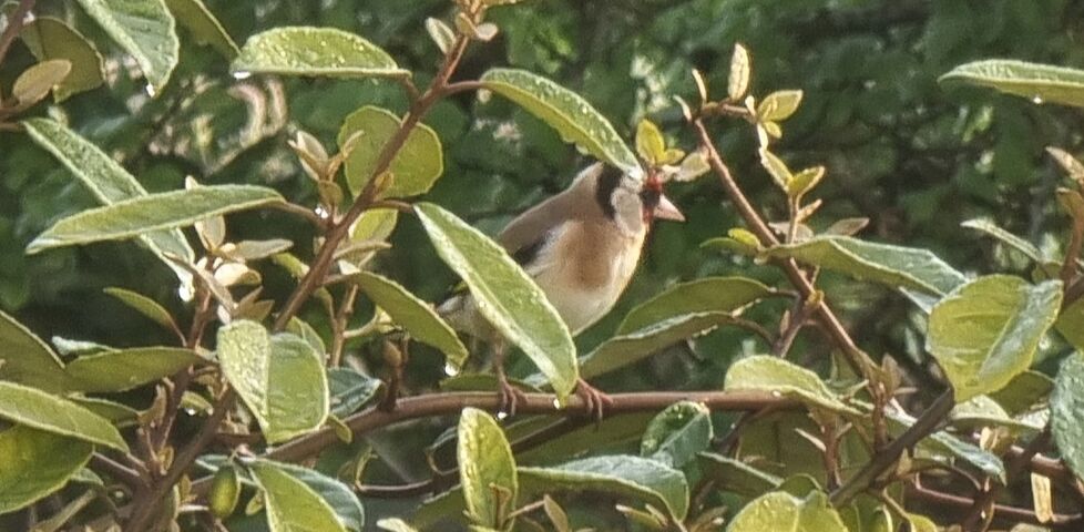 A goldfinch sits on a leafy branch.