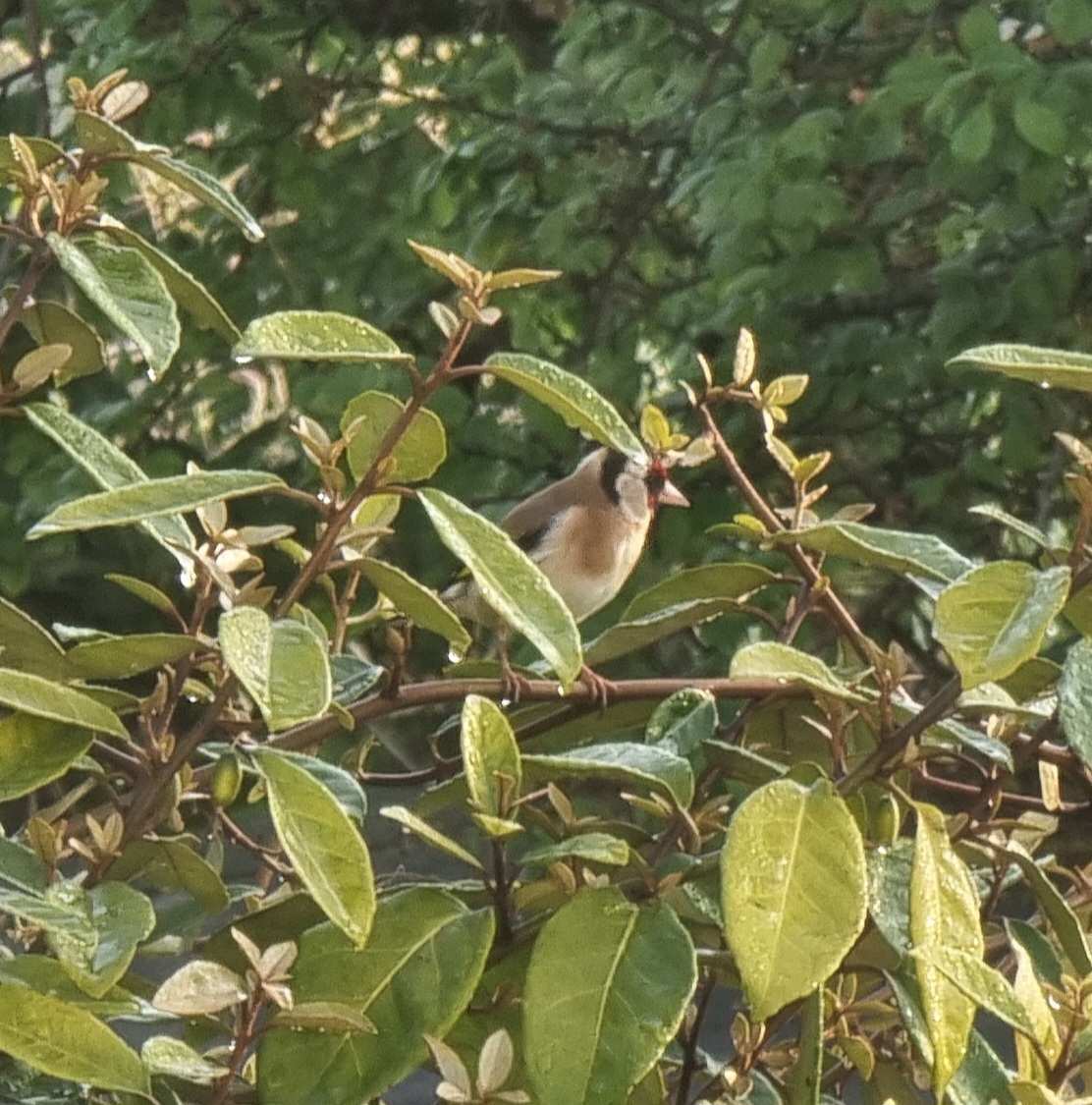 Full image of A goldfinch sits on a leafy branch.