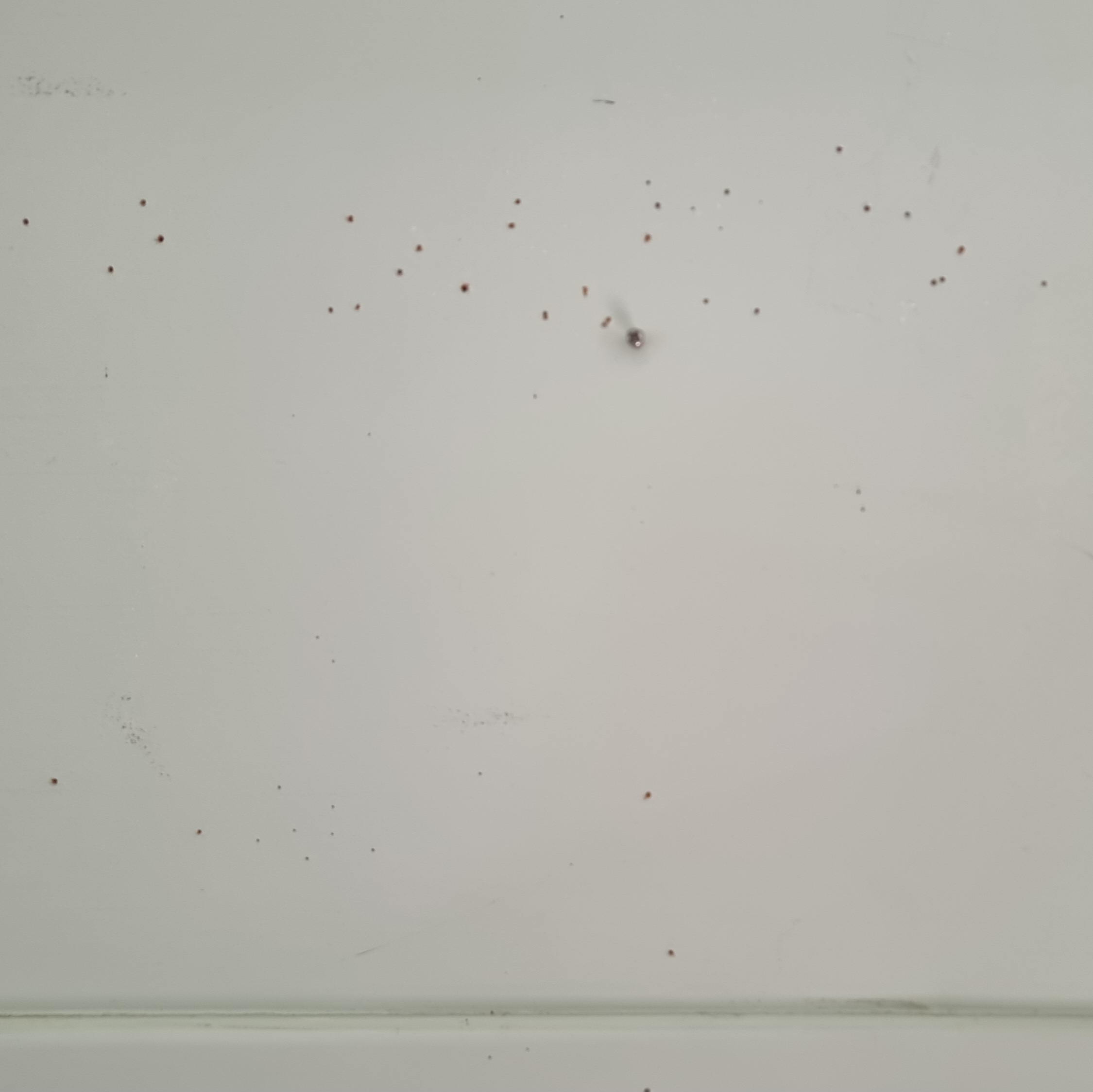 Full image of Two lines of holes cover a portion of a light green wall, with a rectangular gap between them, under a protruding screw, where perhaps a tray shelf was once mounted.