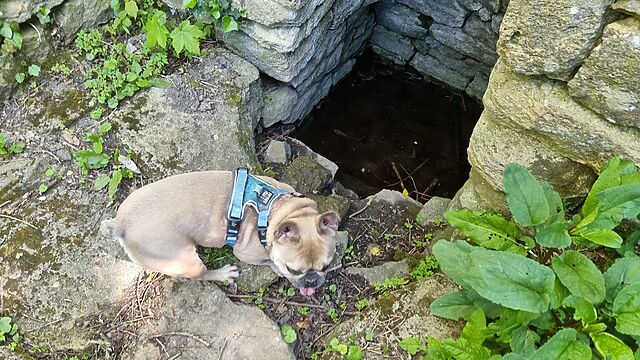 A French Bulldog snoops around a stone-lined spring.