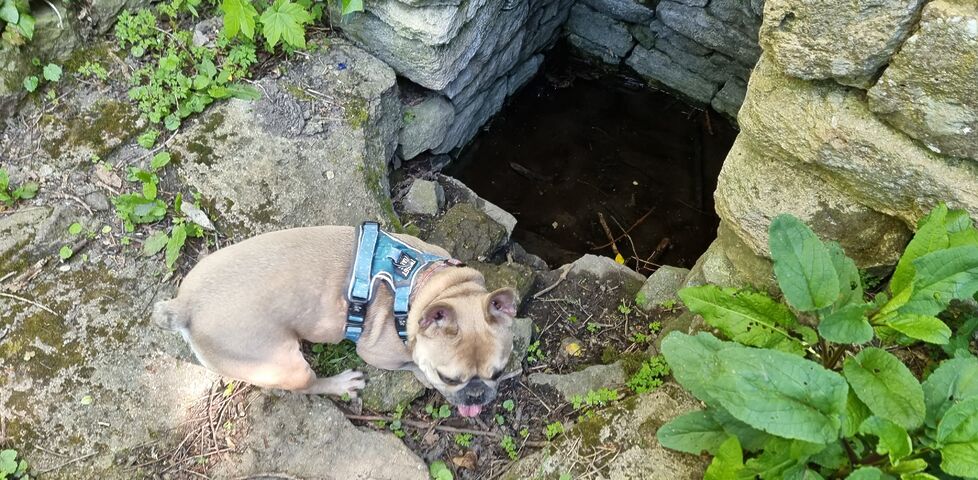 A French Bulldog snoops around a stone-lined spring.