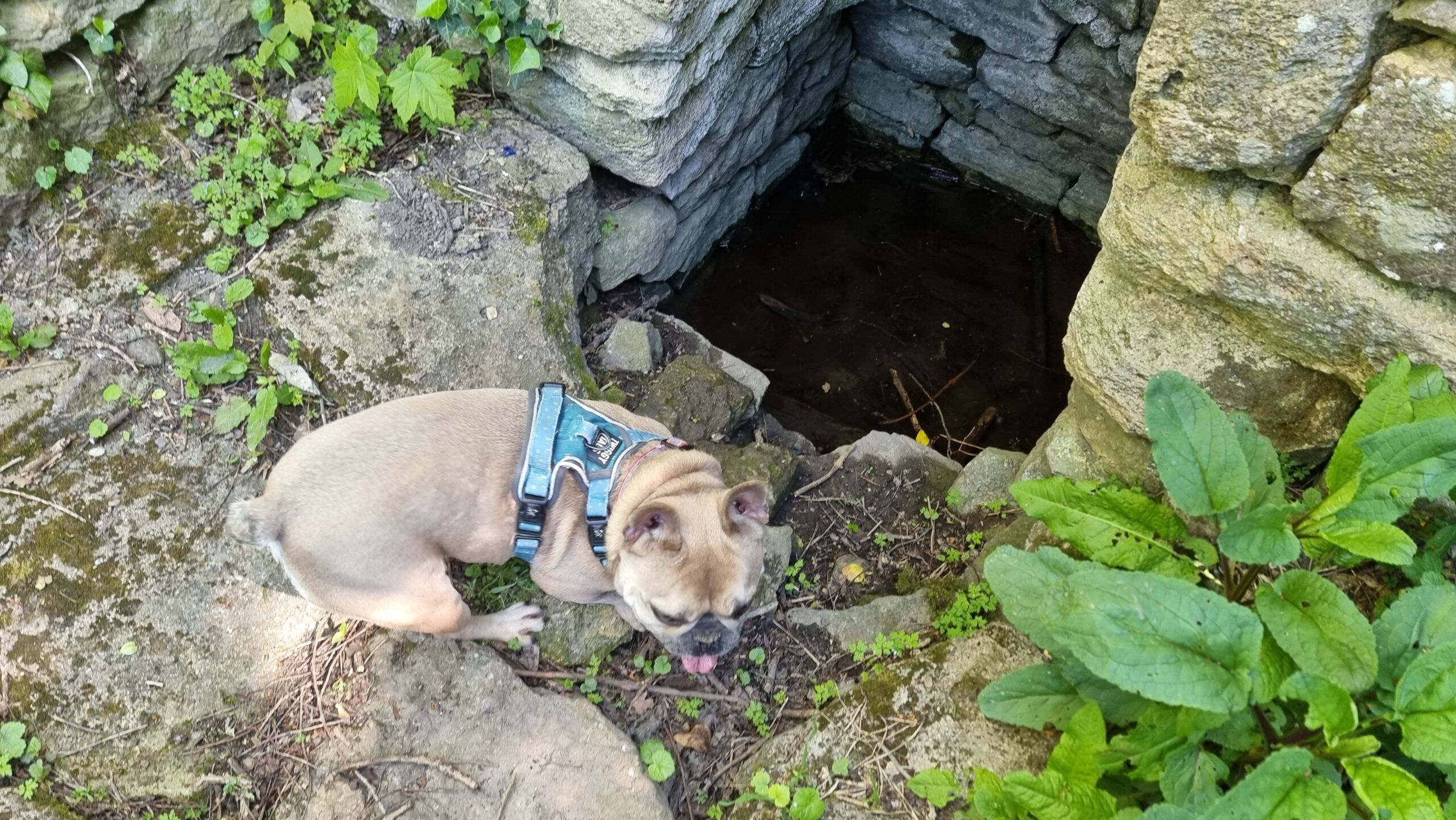 Full image of A French Bulldog snoops around a stone-lined spring.