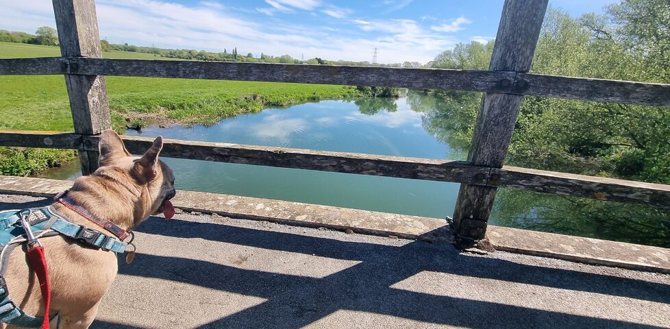 A French bulldog pants as she looks over the egde of a bridge, high above a river.