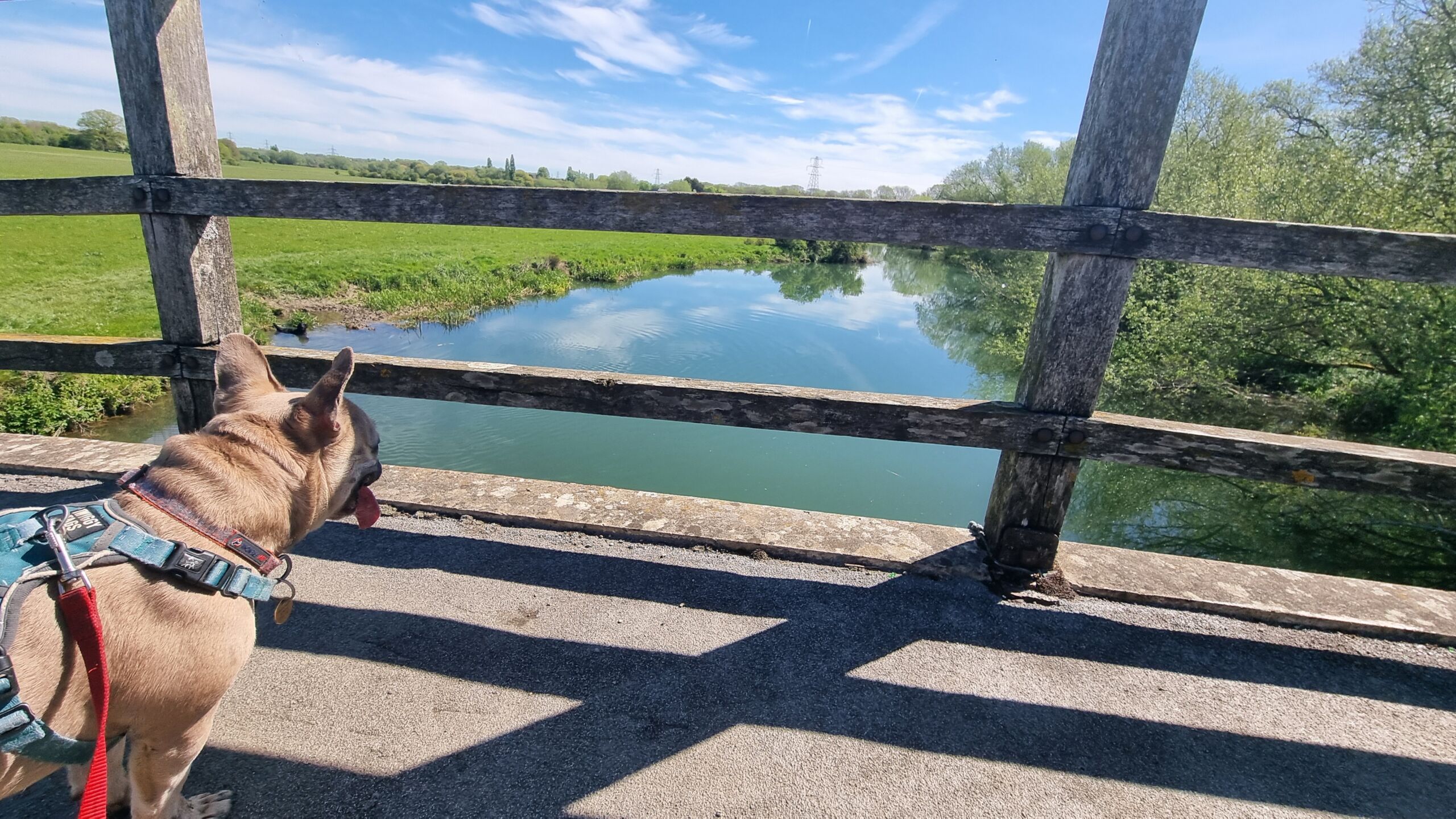 Full image of A French bulldog pants as she looks over the egde of a bridge, high above a river.