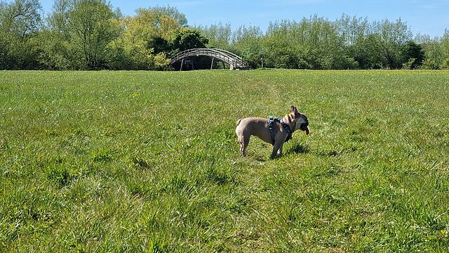 A French bulldog pants in a grassy meadow: the tall arch of a river footbridge emerges in the distance.