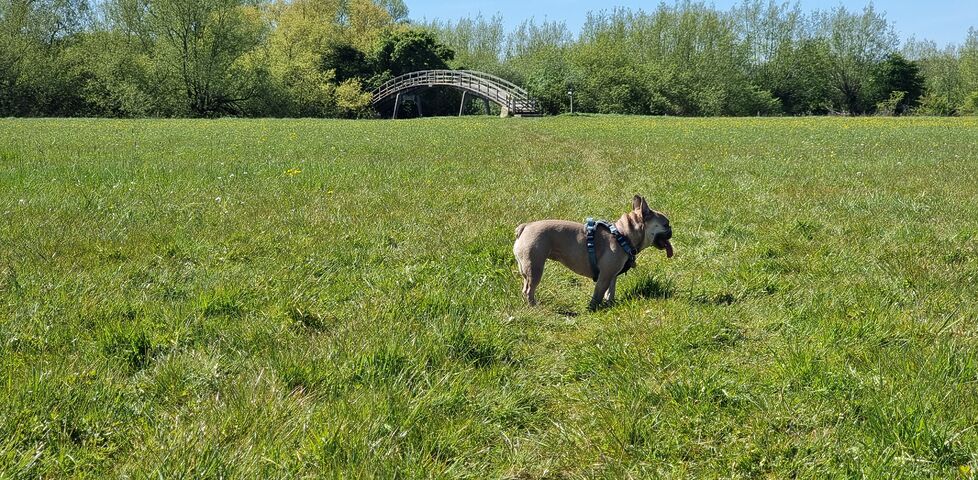 A French bulldog pants in a grassy meadow: the tall arch of a river footbridge emerges in the distance.