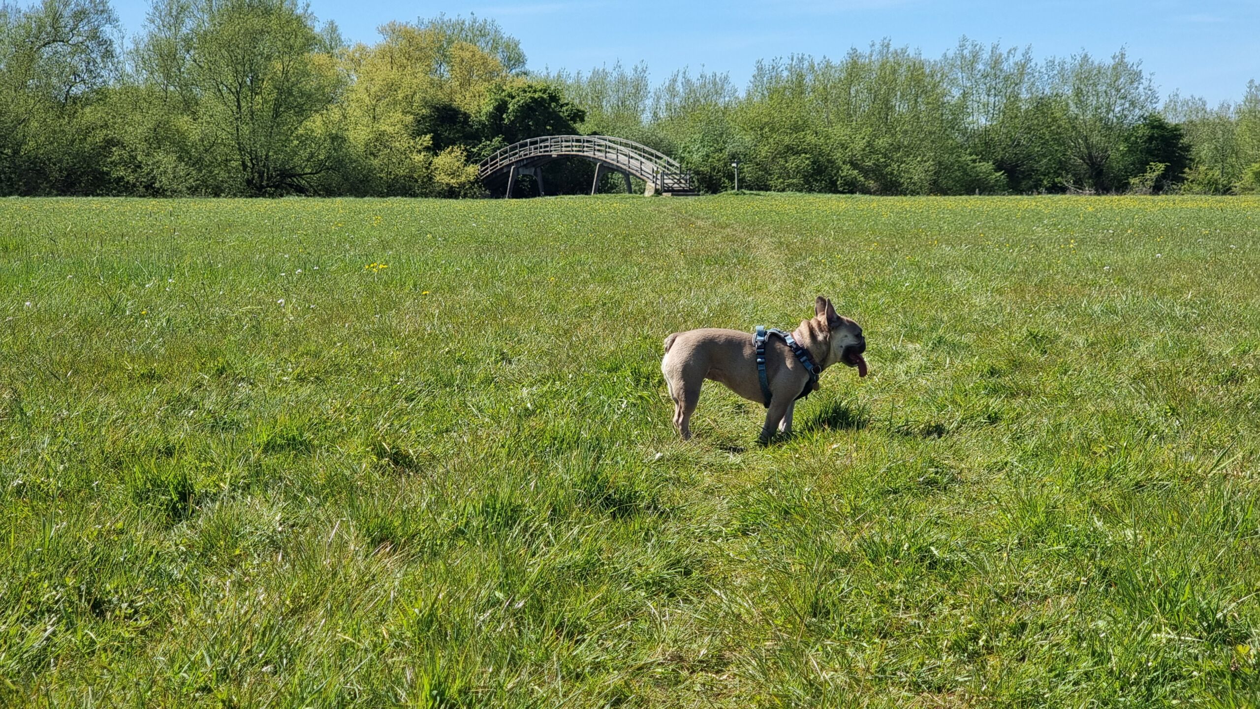 Full image of A French bulldog pants in a grassy meadow: the tall arch of a river footbridge emerges in the distance.