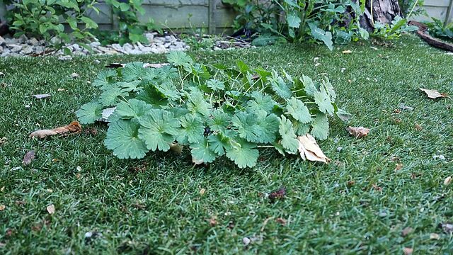 A leafy plant growing in the middle of an artificial lawn.