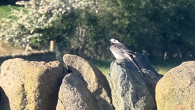 Pied Wagtail (motacilla alba yarrelli) atop a dry stone wall.