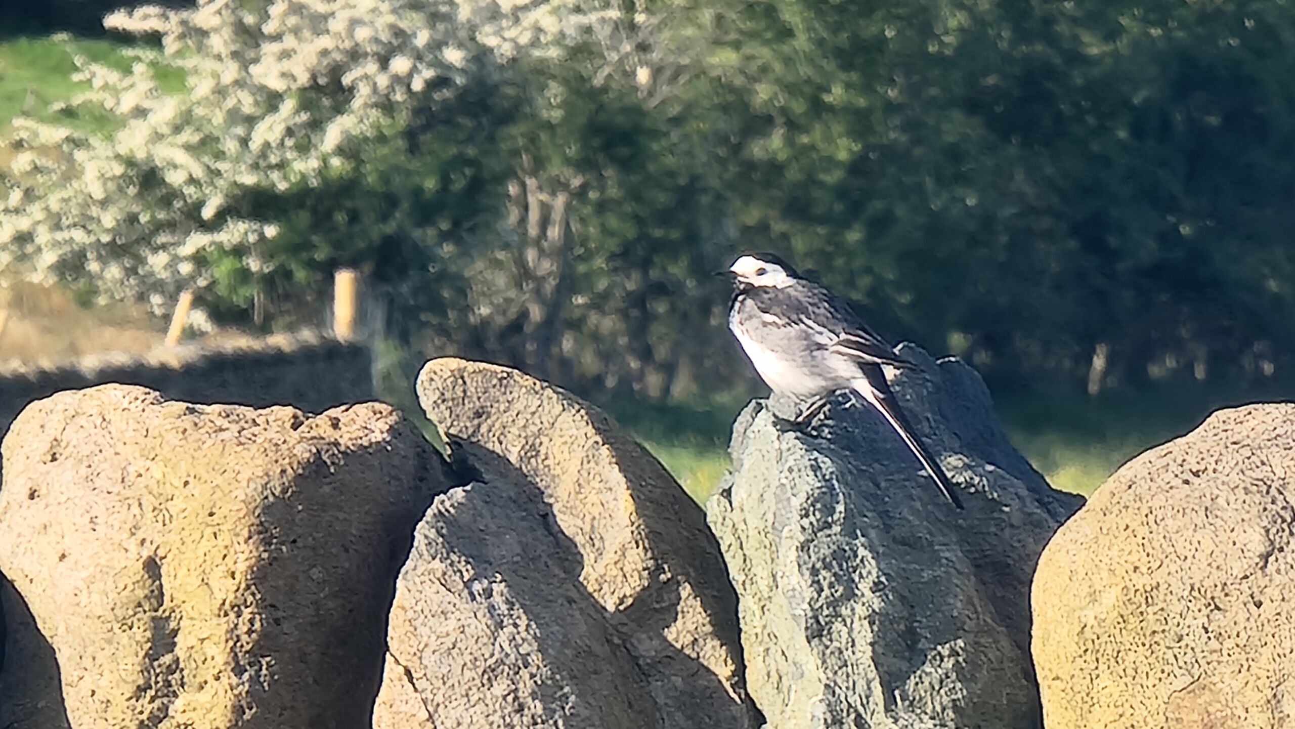 Full image of Pied Wagtail (motacilla alba yarrelli) atop a dry stone wall.