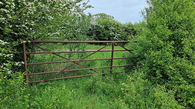 A rusted metal gate, slightly overgrown, at the egde of a field.