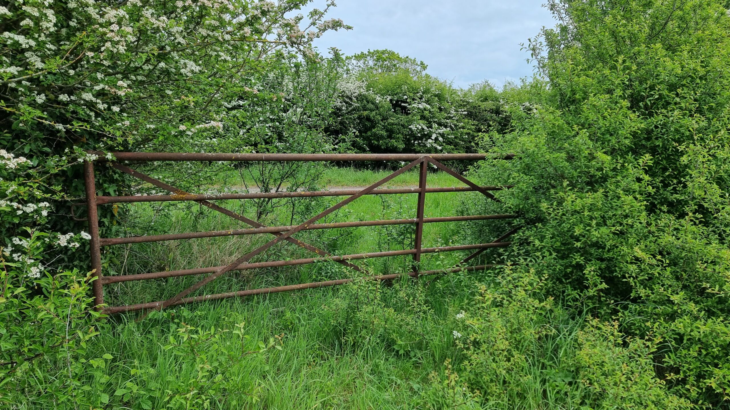 Full image of A rusted metal gate, slightly overgrown, at the egde of a field.