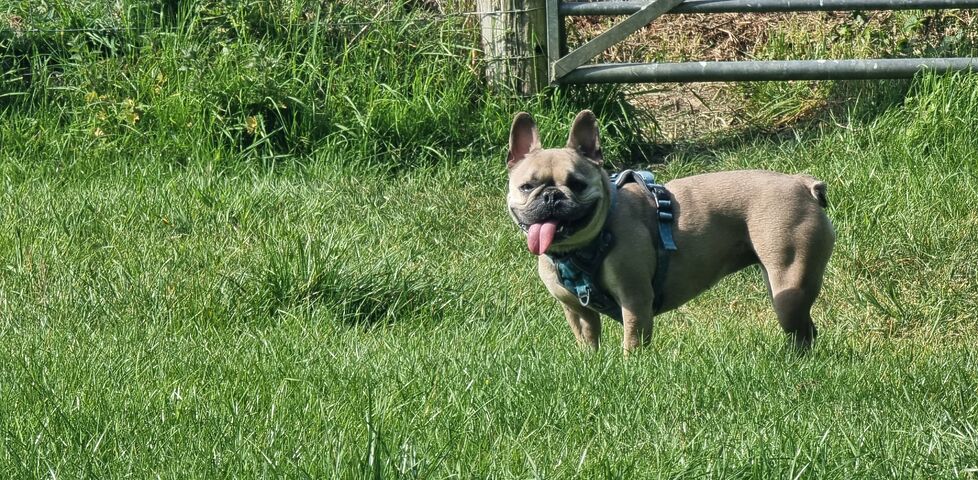 A French Bulldog pants in a meadow.