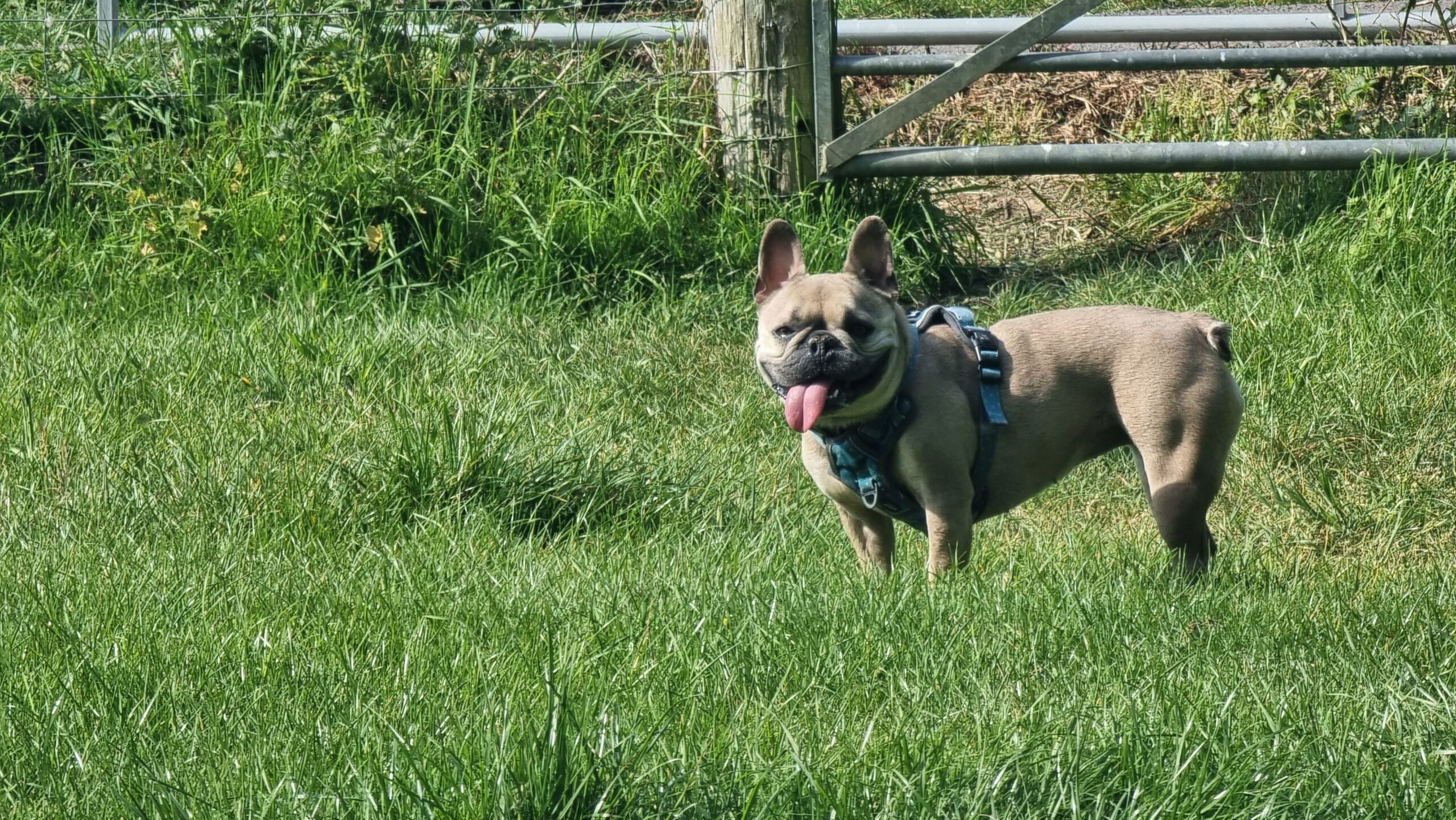 Full image of A French Bulldog pants in a meadow.