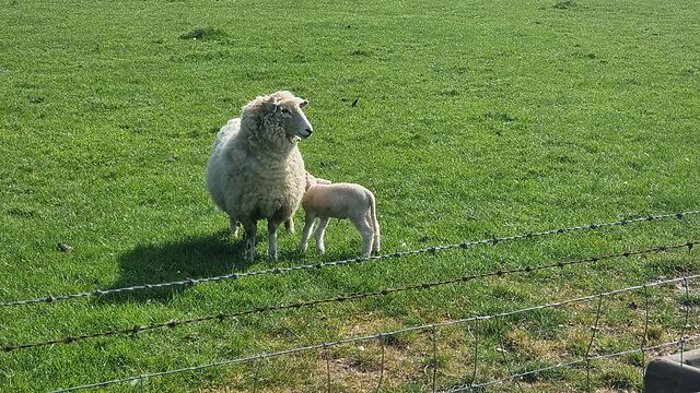A lamb hides behind a sheep in a grassy field.
