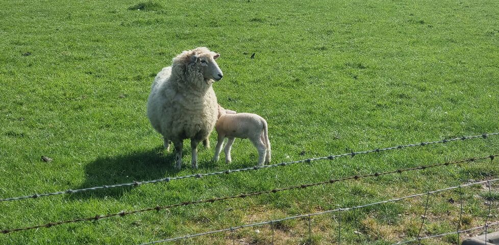 A lamb hides behind a sheep in a grassy field.